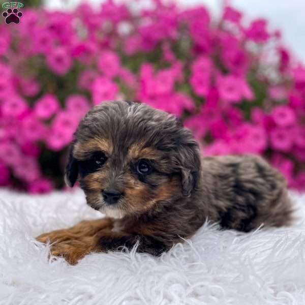 Teddy, Cavapoo Puppy