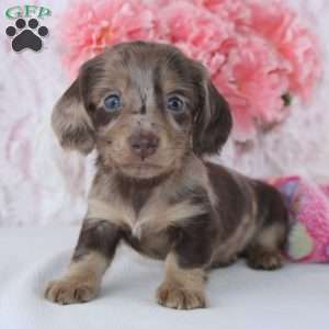 Clarissa, Dachshund Puppy