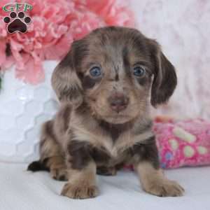 Clarissa, Dachshund Puppy