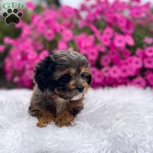Teddy, Cavapoo Puppy