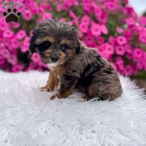 Teddy, Cavapoo Puppy