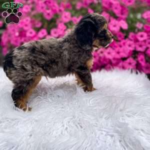 Teddy, Cavapoo Puppy