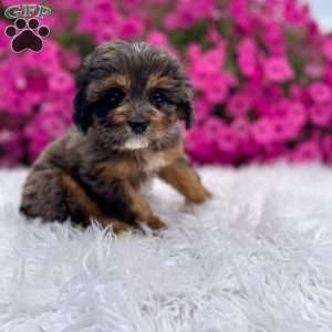 Teddy, Cavapoo Puppy