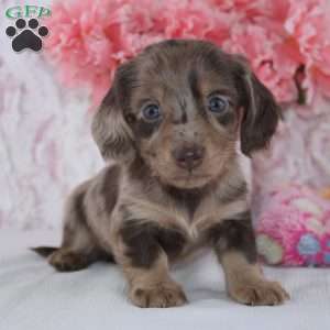 Clarissa, Dachshund Puppy