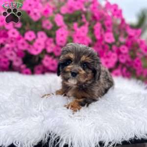 Teddy, Cavapoo Puppy