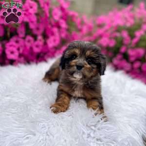 Teddy, Cavapoo Puppy