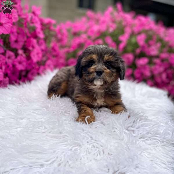 Teddy, Cavapoo Puppy
