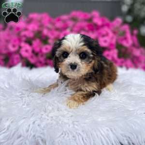 Jasper, Cavapoo Puppy