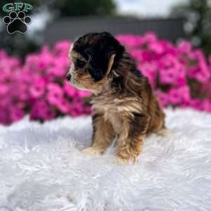 Jasper, Cavapoo Puppy