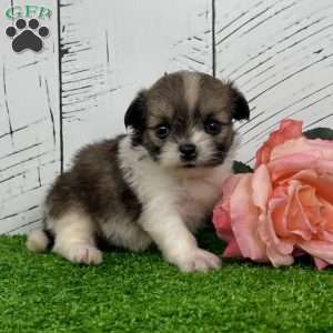 Darling, Shih-Pom Puppy