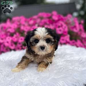 Jasper, Cavapoo Puppy