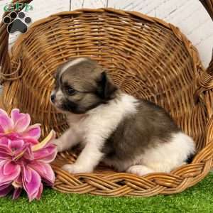 Darling, Shih-Pom Puppy