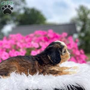 Jasper, Cavapoo Puppy