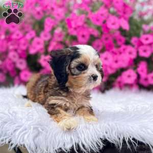 Jasper, Cavapoo Puppy