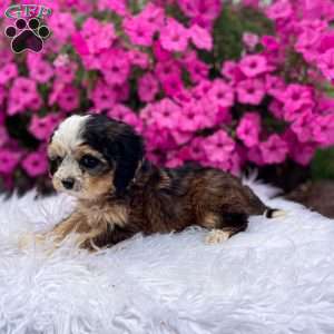 Jasper, Cavapoo Puppy
