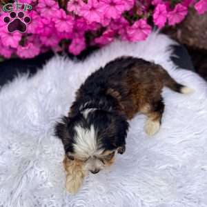 Jasper, Cavapoo Puppy