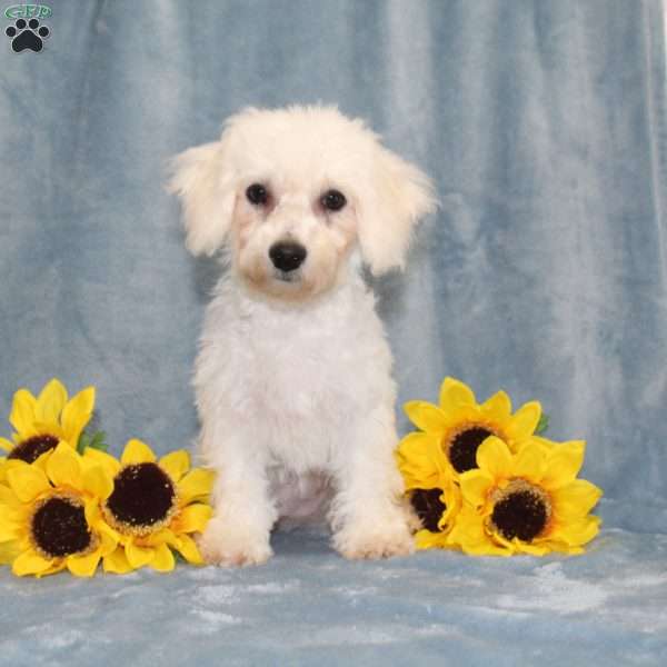 Princess, Bichon Frise Puppy