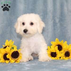 Puddles, Bichon Frise Puppy