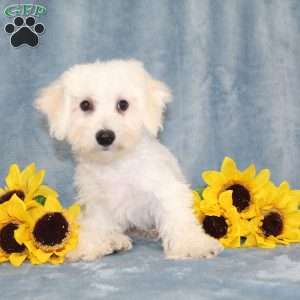 Puddles, Bichon Frise Puppy