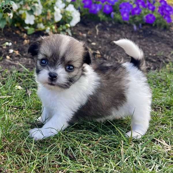 Darling, Shih-Pom Puppy