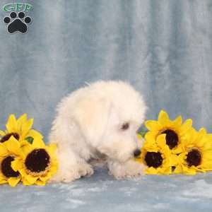 Puddles, Bichon Frise Puppy