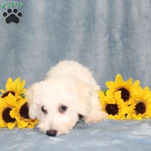 Puddles, Bichon Frise Puppy