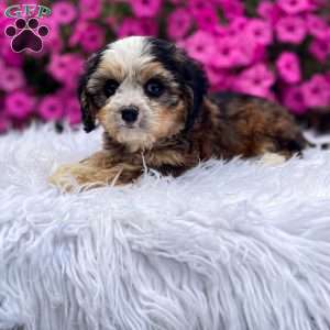 Jasper, Cavapoo Puppy