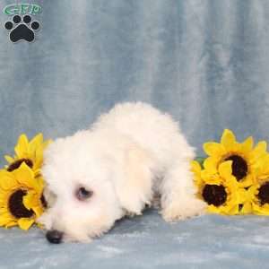 Puddles, Bichon Frise Puppy