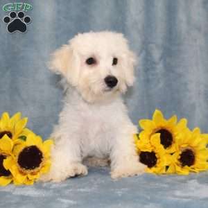 Puddles, Bichon Frise Puppy
