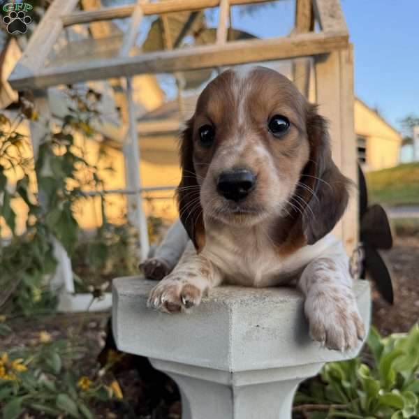 Rocky, Dachshund Puppy