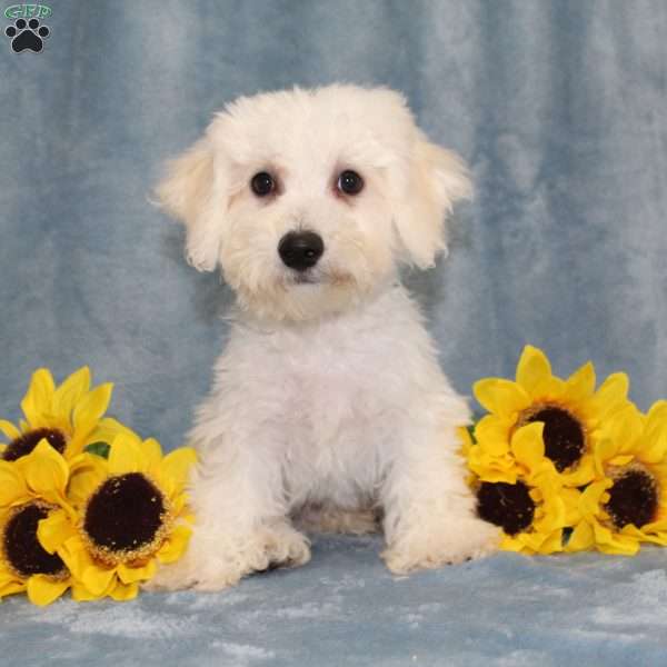 Puddles, Bichon Frise Puppy