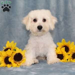 Puddles, Bichon Frise Puppy