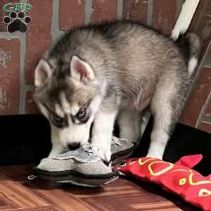 Shadow, Siberian Husky Puppy