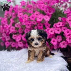 Jasper, Cavapoo Puppy