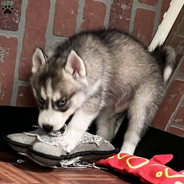 Shadow, Siberian Husky Puppy