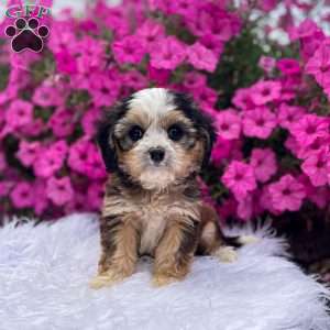Jasper, Cavapoo Puppy