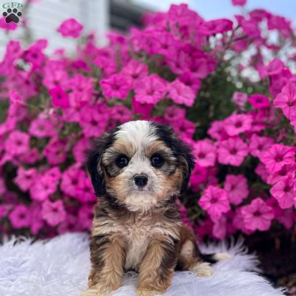 Jasper, Cavapoo Puppy