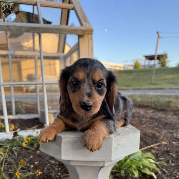 Luna, Dachshund Puppy