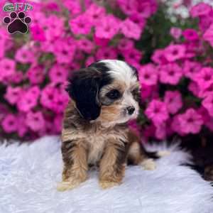 Jasper, Cavapoo Puppy