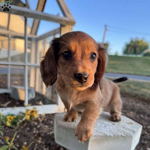Duke, Dachshund Puppy