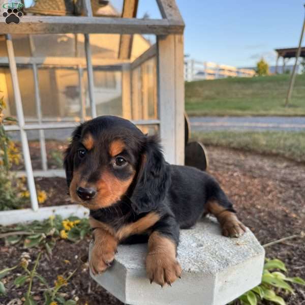 Nala, Dachshund Puppy