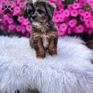 Finn, Cavapoo Puppy