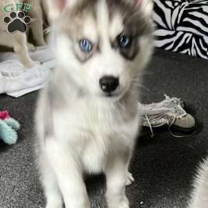 Shadow, Siberian Husky Puppy