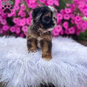 Finn, Cavapoo Puppy