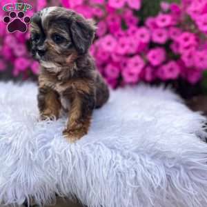 Finn, Cavapoo Puppy