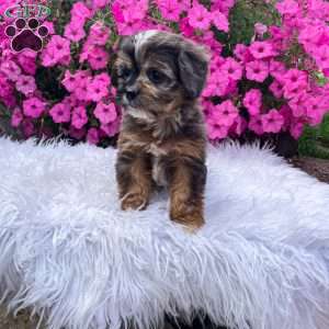 Finn, Cavapoo Puppy