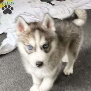 Shadow, Siberian Husky Puppy
