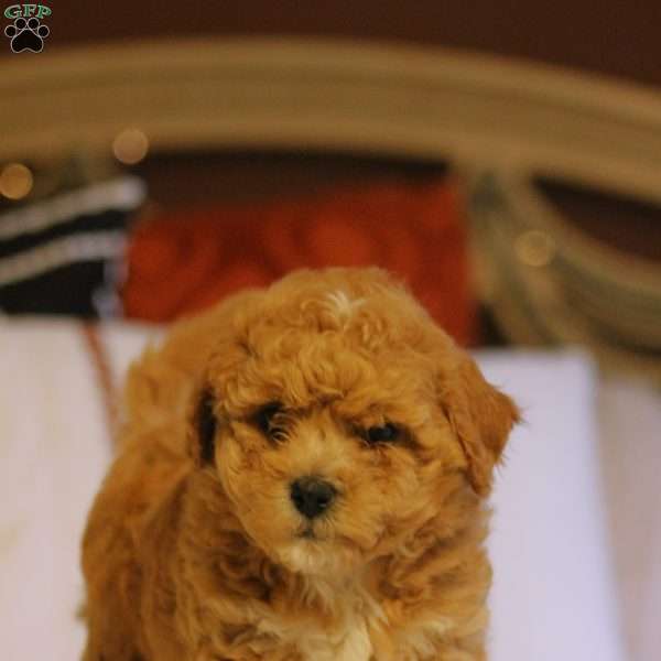 Prince Kaspian, Bich-Poo Puppy