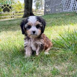 Jasper, Cavapoo Puppy