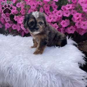 Finn, Cavapoo Puppy